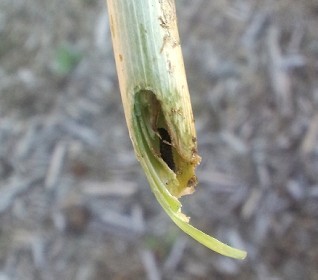 160505_にんにくの茎を倒しちゃうカブラハバチの幼虫.jpg